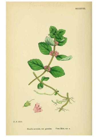 Reproducción/Reproduction 48718216282: English botany, or, Coloured figures of British plants /. London :R. Hardwicke,1863-1886.. 