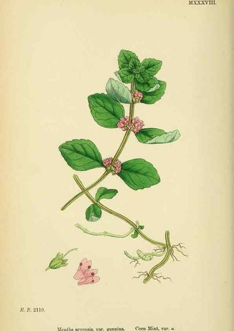 Reproducción/Reproduction 48718216282: English botany, or, Coloured figures of British plants /. London :R. Hardwicke,1863-1886.. 