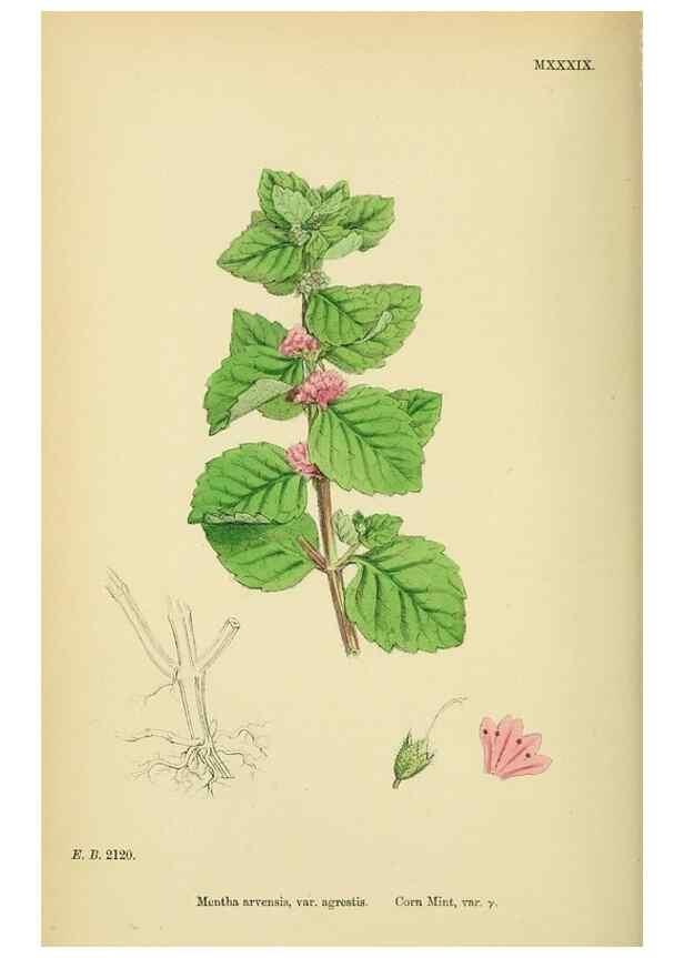 Reproducción/Reproduction 48718216582: English botany, or, Coloured figures of British plants /. London :R. Hardwicke,1863-1886.. 