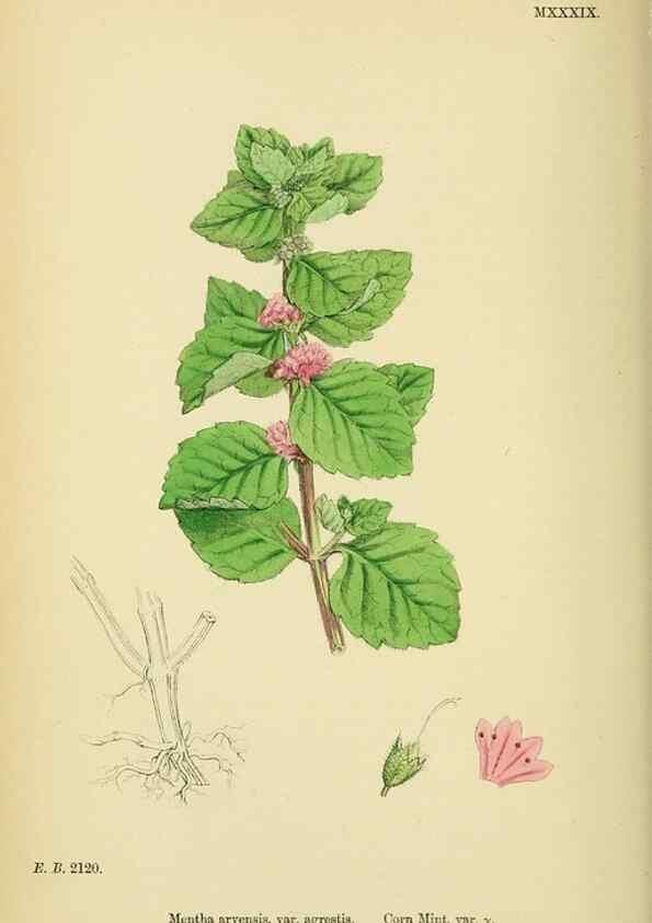 Reproducción/Reproduction 48718216582: English botany, or, Coloured figures of British plants /. London :R. Hardwicke,1863-1886.. 