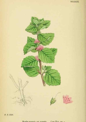 Reproducción/Reproduction 48718216582: English botany, or, Coloured figures of British plants /. London :R. Hardwicke,1863-1886.. 