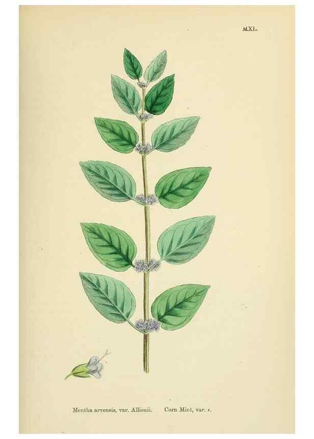 Reproducción/Reproduction 48717708213: English botany, or, Coloured figures of British plants /. London :R. Hardwicke,1863-1886.. 