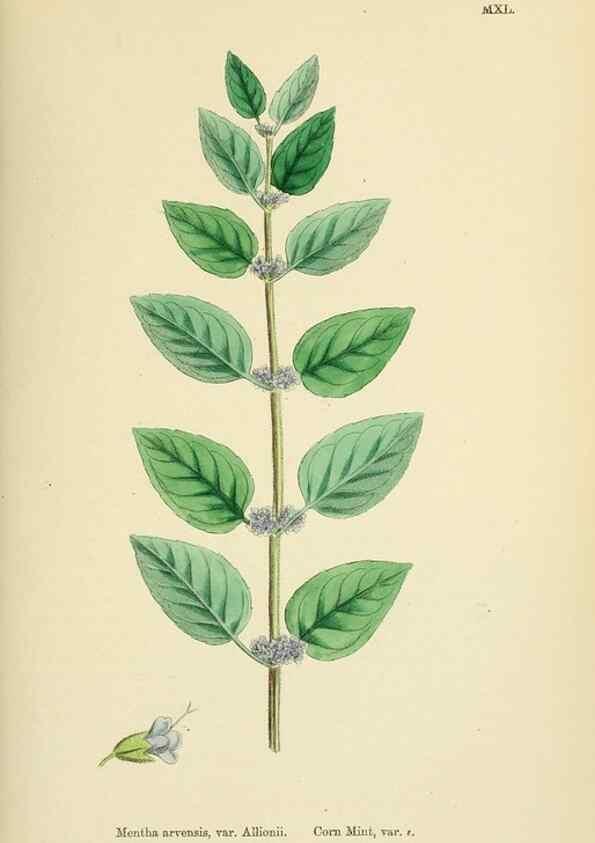 Reproducción/Reproduction 48717708213: English botany, or, Coloured figures of British plants /. London :R. Hardwicke,1863-1886.. 