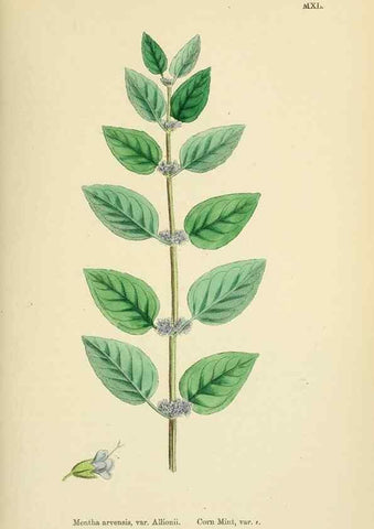 Reproducción/Reproduction 48717708213: English botany, or, Coloured figures of British plants /. London :R. Hardwicke,1863-1886.. 
