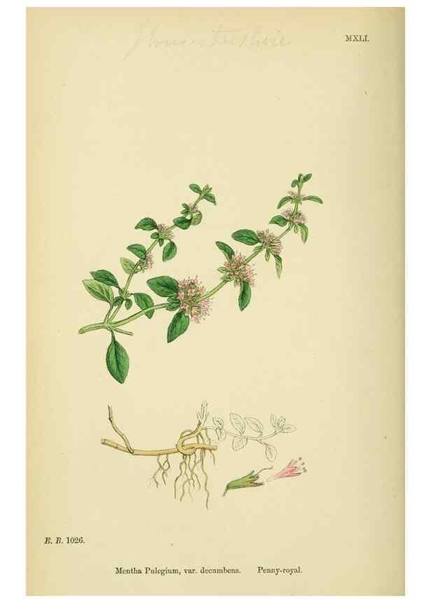 Reproducción/Reproduction 48717708498: English botany, or, Coloured figures of British plants /. London :R. Hardwicke,1863-1886.. 