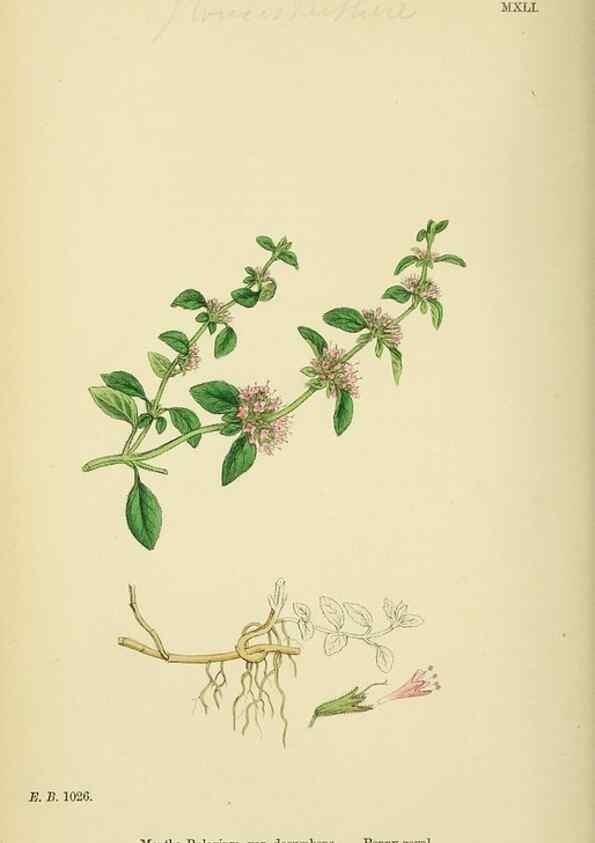 Reproducción/Reproduction 48717708498: English botany, or, Coloured figures of British plants /. London :R. Hardwicke,1863-1886.. 
