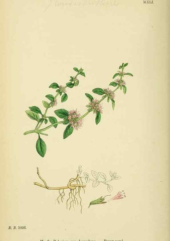Reproducción/Reproduction 48717708498: English botany, or, Coloured figures of British plants /. London :R. Hardwicke,1863-1886.. 