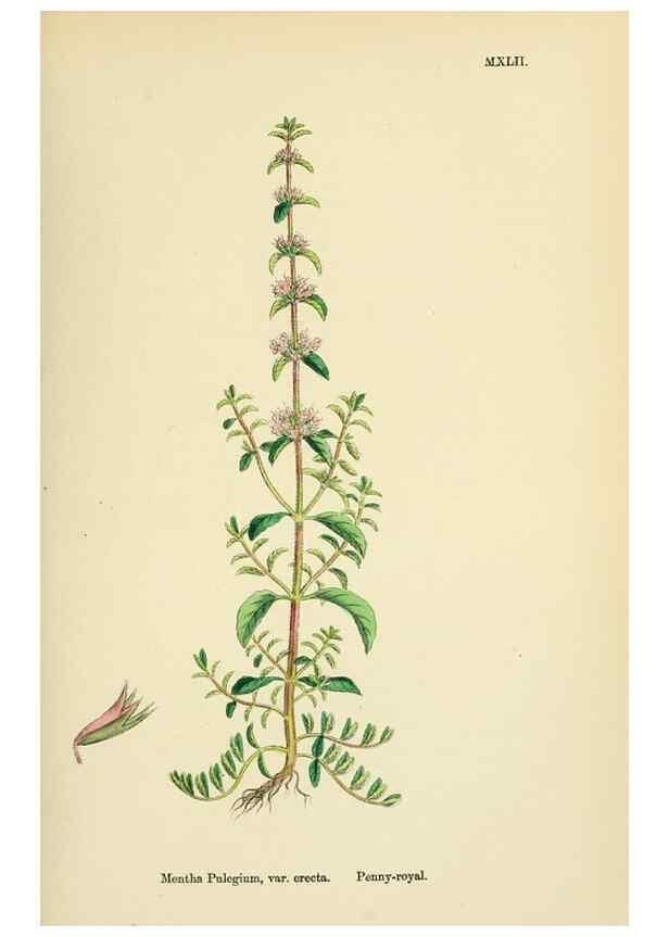 Reproducción/Reproduction 48718217427: English botany, or, Coloured figures of British plants /. London :R. Hardwicke,1863-1886.. 