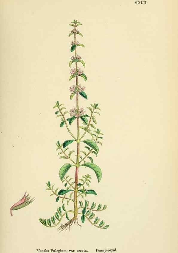 Reproducción/Reproduction 48718217427: English botany, or, Coloured figures of British plants /. London :R. Hardwicke,1863-1886.. 