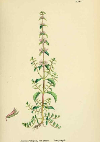 Reproducción/Reproduction 48718217427: English botany, or, Coloured figures of British plants /. London :R. Hardwicke,1863-1886.. 
