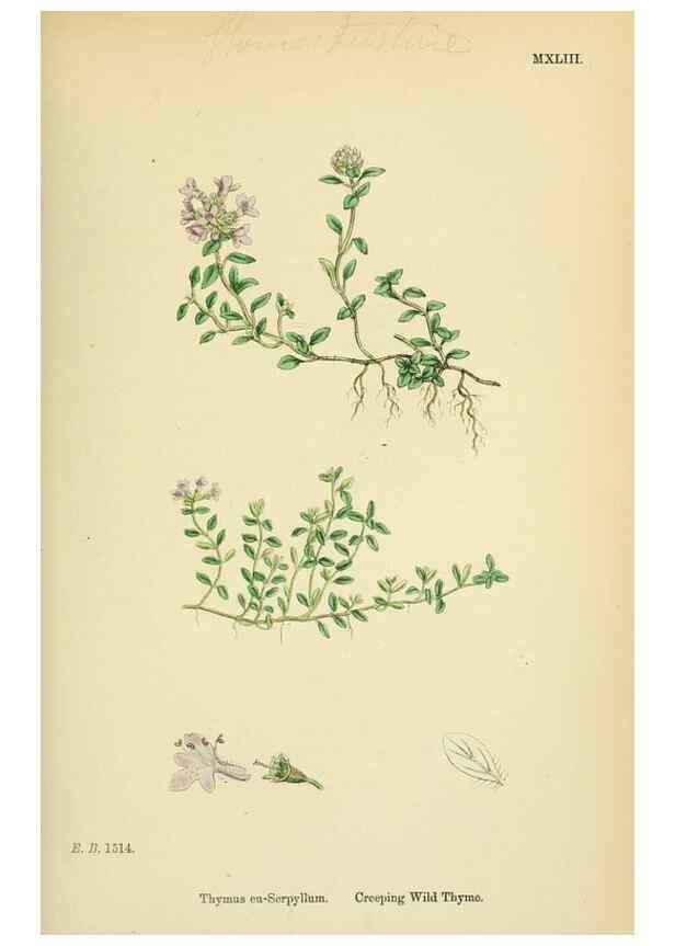 Reproducción/Reproduction 48717709273: English botany, or, Coloured figures of British plants /. London :R. Hardwicke,1863-1886.. 
