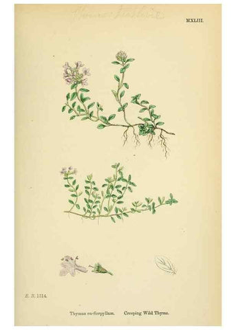 Reproducción/Reproduction 48717709273: English botany, or, Coloured figures of British plants /. London :R. Hardwicke,1863-1886.. 