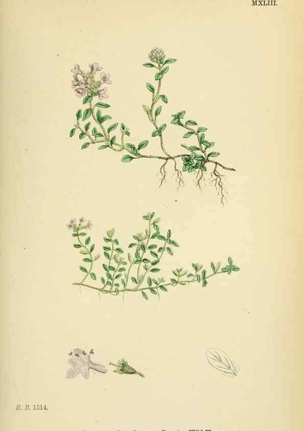 Reproducción/Reproduction 48717709273: English botany, or, Coloured figures of British plants /. London :R. Hardwicke,1863-1886.. 