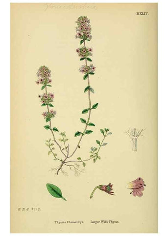 Reproducción/Reproduction 48718218062: English botany, or, Coloured figures of British plants /. London :R. Hardwicke,1863-1886.. 
