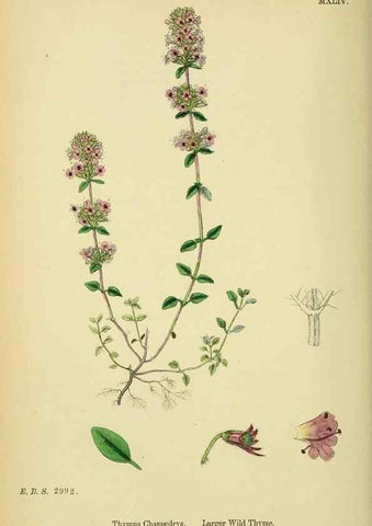 Reproducción/Reproduction 48718218062: English botany, or, Coloured figures of British plants /. London :R. Hardwicke,1863-1886.. 