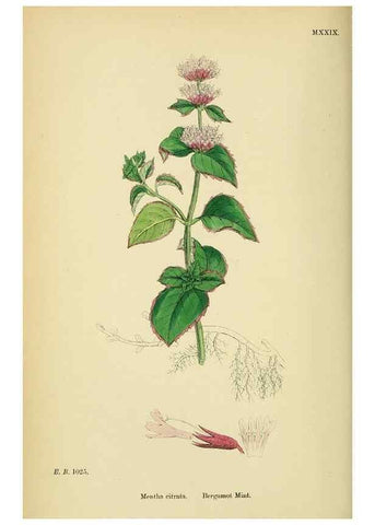 Reproducción/Reproduction 48718041961: English botany, or, Coloured figures of British plants /. London :R. Hardwicke,1863-1886.. 