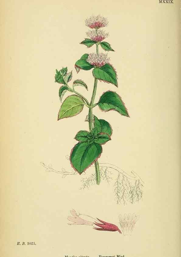 Reproducción/Reproduction 48718041961: English botany, or, Coloured figures of British plants /. London :R. Hardwicke,1863-1886.. 