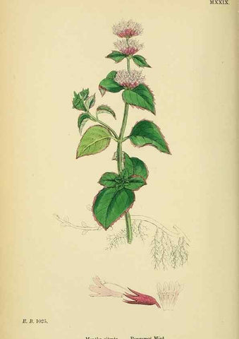 Reproducción/Reproduction 48718041961: English botany, or, Coloured figures of British plants /. London :R. Hardwicke,1863-1886.. 