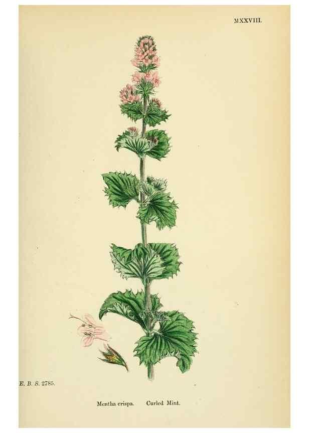 Reproducción/Reproduction 48718041596: English botany, or, Coloured figures of British plants /. London :R. Hardwicke,1863-1886.. 