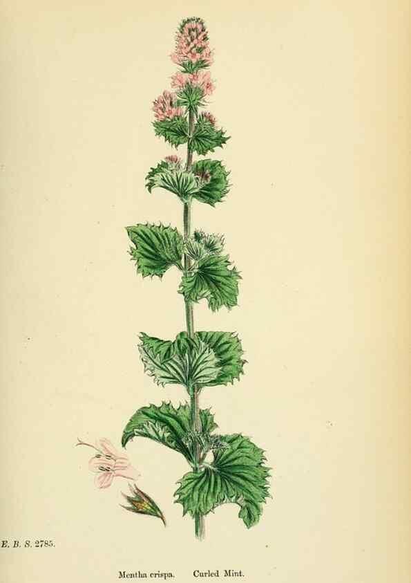 Reproducción/Reproduction 48718041596: English botany, or, Coloured figures of British plants /. London :R. Hardwicke,1863-1886.. 