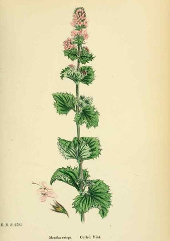 Reproducción/Reproduction 48718041596: English botany, or, Coloured figures of British plants /. London :R. Hardwicke,1863-1886.. 