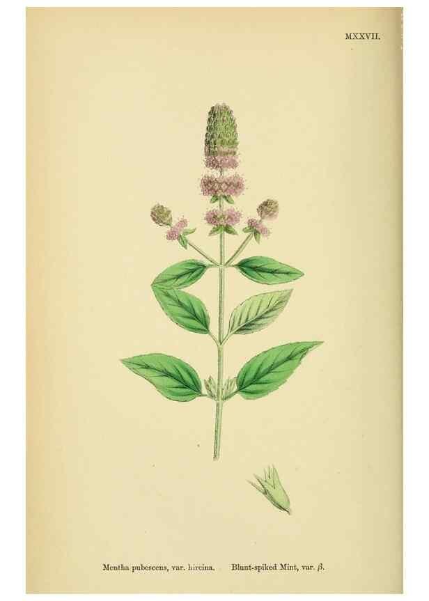 Reproducción/Reproduction 48718213067: English botany, or, Coloured figures of British plants /. London :R. Hardwicke,1863-1886.. 