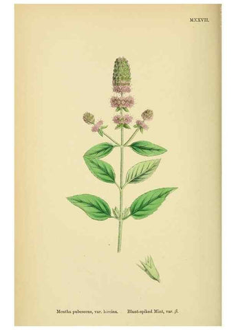 Reproducción/Reproduction 48718213067: English botany, or, Coloured figures of British plants /. London :R. Hardwicke,1863-1886.. 