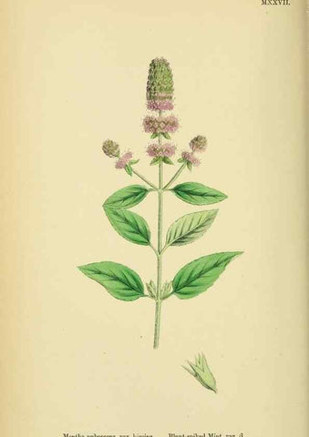 Reproducción/Reproduction 48718213067: English botany, or, Coloured figures of British plants /. London :R. Hardwicke,1863-1886.. 