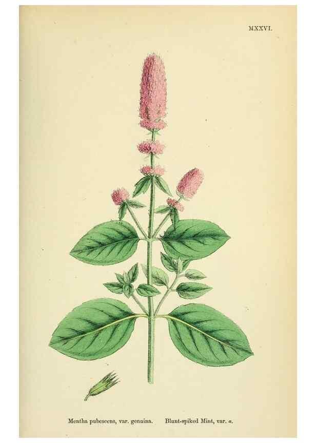Reproducción/Reproduction 48717703673: English botany, or, Coloured figures of British plants /. London :R. Hardwicke,1863-1886.. 