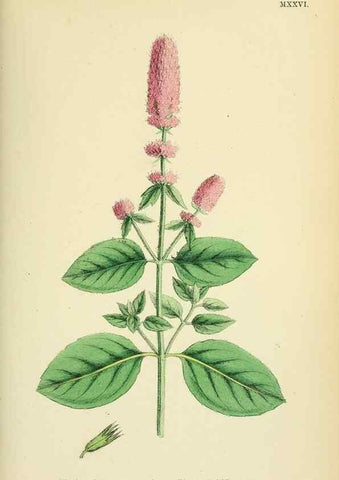 Reproducción/Reproduction 48717703673: English botany, or, Coloured figures of British plants /. London :R. Hardwicke,1863-1886.. 