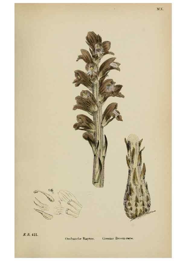 Reproducción/Reproduction 48717928961: English botany, or, Coloured figures of British plants /. London :R. Hardwicke,1863-1886.. 