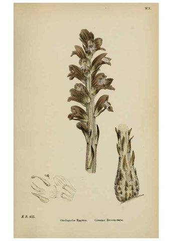 Reproducción/Reproduction 48717928961: English botany, or, Coloured figures of British plants /. London :R. Hardwicke,1863-1886.. 