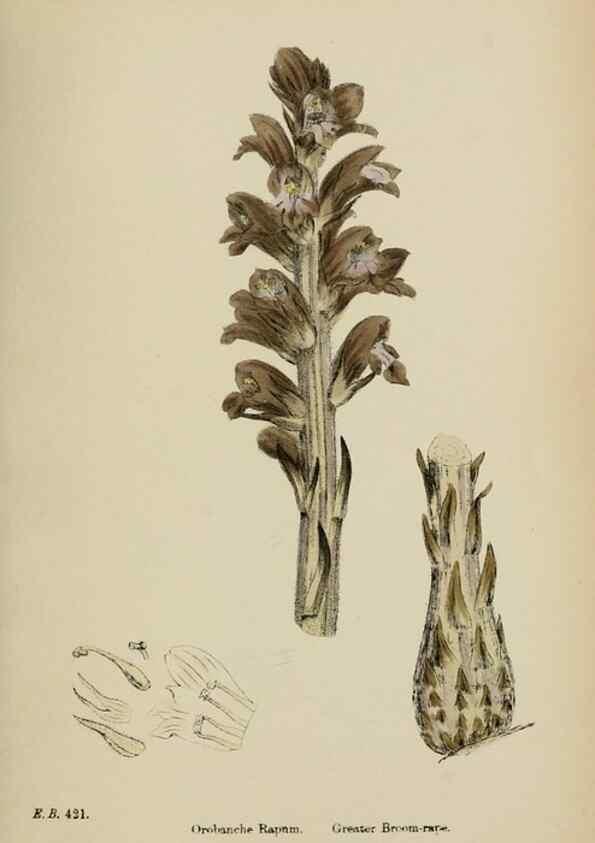 Reproducción/Reproduction 48717928961: English botany, or, Coloured figures of British plants /. London :R. Hardwicke,1863-1886.. 