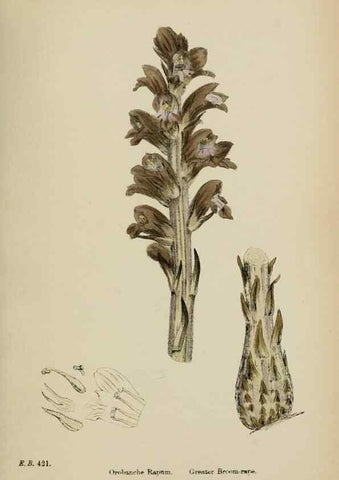Reproducción/Reproduction 48717928961: English botany, or, Coloured figures of British plants /. London :R. Hardwicke,1863-1886.. 