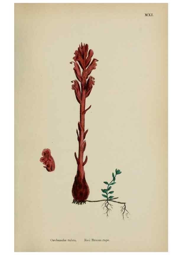 Reproducción/Reproduction 48717929301: English botany, or, Coloured figures of British plants /. London :R. Hardwicke,1863-1886.. 