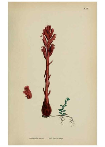 Reproducción/Reproduction 48717929301: English botany, or, Coloured figures of British plants /. London :R. Hardwicke,1863-1886.. 
