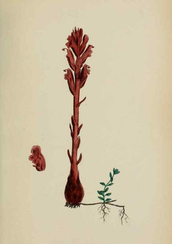 Reproducción/Reproduction 48717929301: English botany, or, Coloured figures of British plants /. London :R. Hardwicke,1863-1886.. 