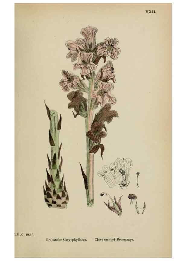 Reproducción/Reproduction 48718100537: English botany, or, Coloured figures of British plants /. London :R. Hardwicke,1863-1886.. 