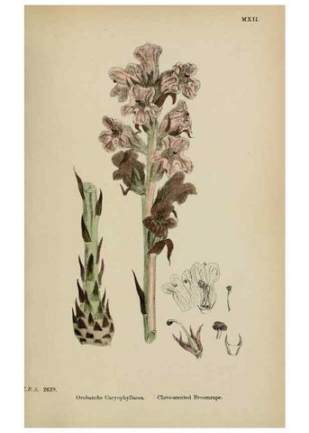 Reproducción/Reproduction 48718100537: English botany, or, Coloured figures of British plants /. London :R. Hardwicke,1863-1886.. 