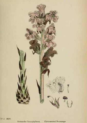 Reproducción/Reproduction 48718100537: English botany, or, Coloured figures of British plants /. London :R. Hardwicke,1863-1886.. 