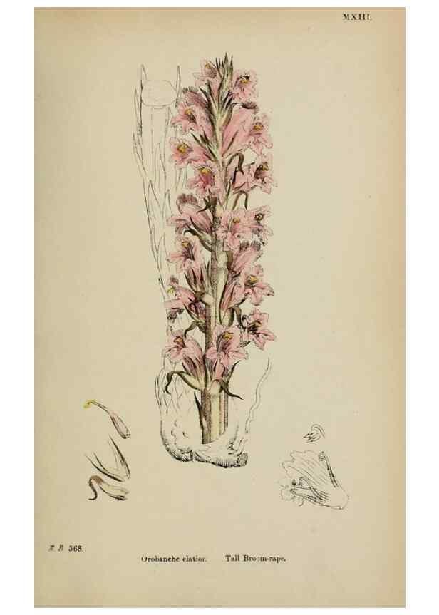 Reproducción/Reproduction 48717929991: English botany, or, Coloured figures of British plants /. London :R. Hardwicke,1863-1886.. 