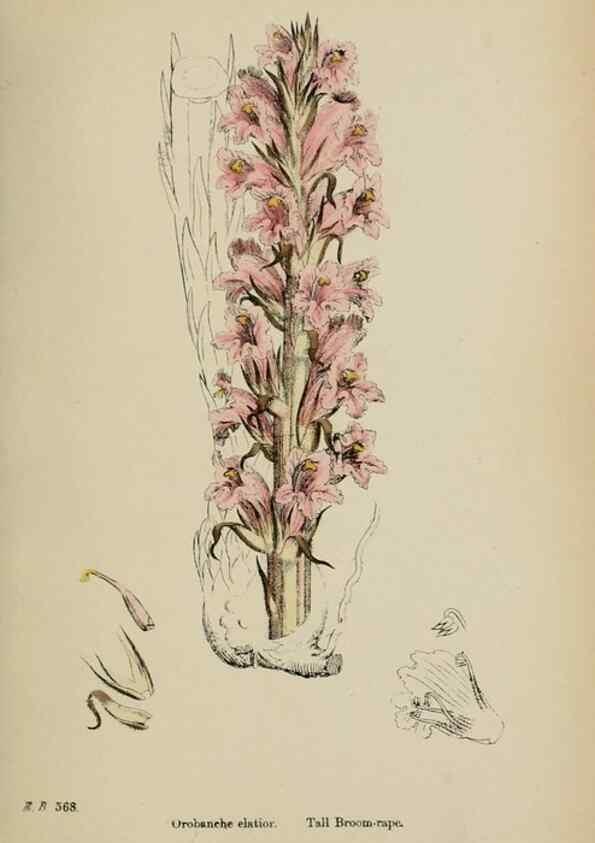 Reproducción/Reproduction 48717929991: English botany, or, Coloured figures of British plants /. London :R. Hardwicke,1863-1886.. 