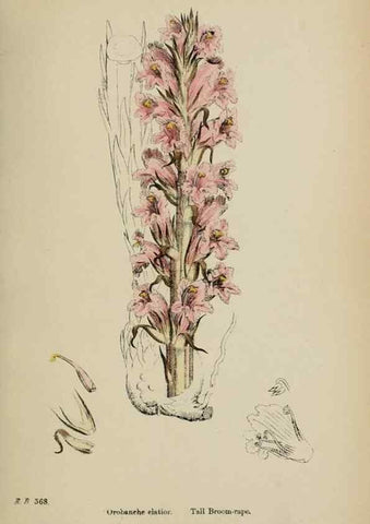 Reproducción/Reproduction 48717929991: English botany, or, Coloured figures of British plants /. London :R. Hardwicke,1863-1886.. 