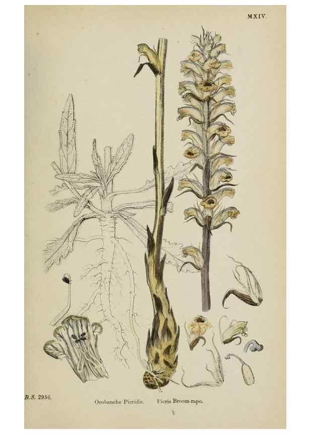 Reproducción/Reproduction 48717930301: English botany, or, Coloured figures of British plants /. London :R. Hardwicke,1863-1886.. 