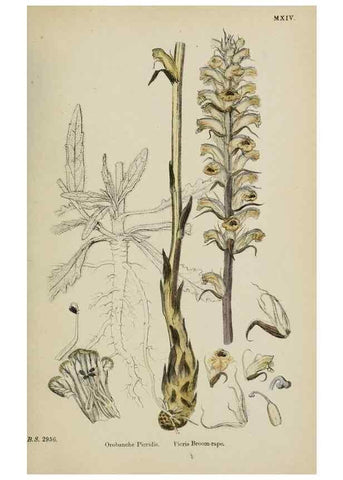 Reproducción/Reproduction 48717930301: English botany, or, Coloured figures of British plants /. London :R. Hardwicke,1863-1886.. 