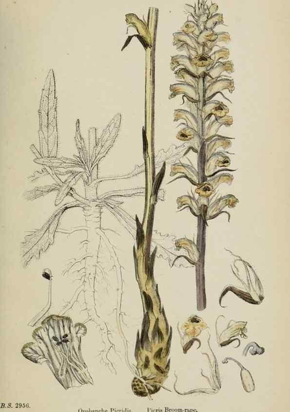 Reproducción/Reproduction 48717930301: English botany, or, Coloured figures of British plants /. London :R. Hardwicke,1863-1886.. 