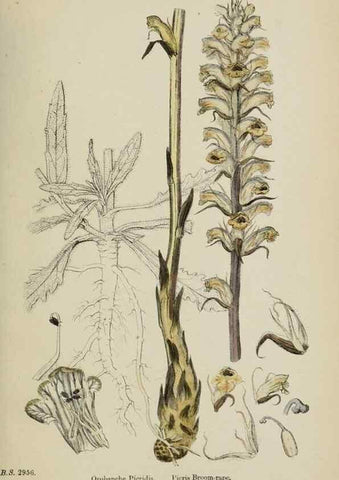 Reproducción/Reproduction 48717930301: English botany, or, Coloured figures of British plants /. London :R. Hardwicke,1863-1886.. 