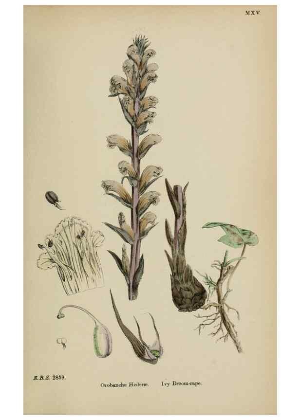 Reproducción/Reproduction 48717593898: English botany, or, Coloured figures of British plants /. London :R. Hardwicke,1863-1886.. 