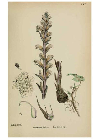 Reproducción/Reproduction 48717593898: English botany, or, Coloured figures of British plants /. London :R. Hardwicke,1863-1886.. 