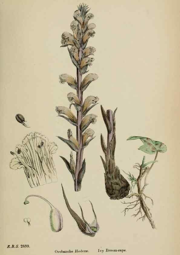 Reproducción/Reproduction 48717593898: English botany, or, Coloured figures of British plants /. London :R. Hardwicke,1863-1886.. 